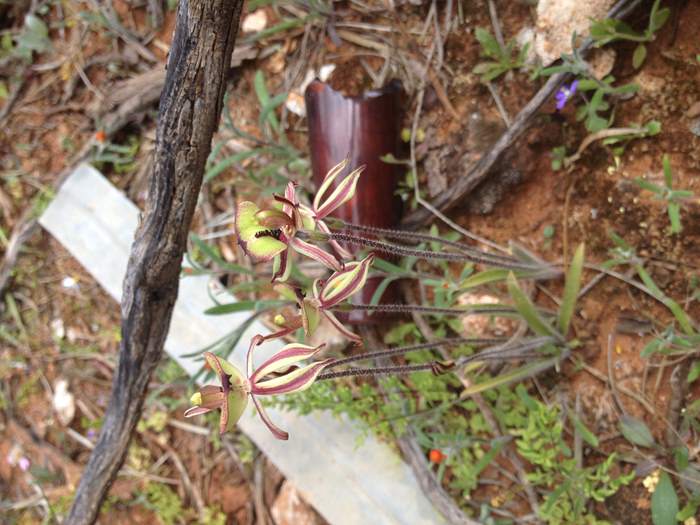 Caladenia - clown orchid.JPG